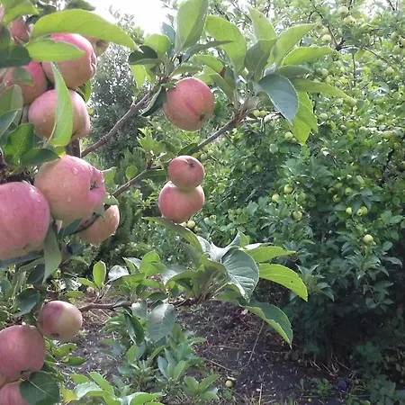 Is Camminantis 住宿加早餐酒店 3*