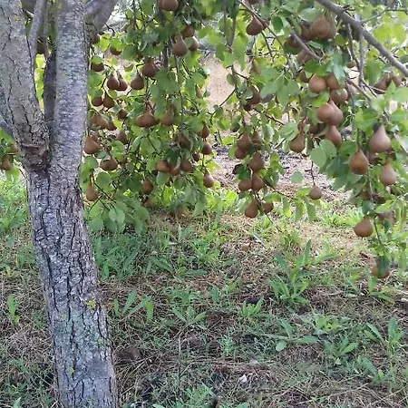 Alojamento de Acomodação e Pequeno-almoço Is Camminantis Nurallào