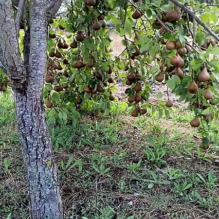 Is Camminantis Nurallào
